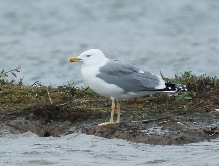 Yellow-legged Gull
