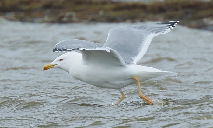 Yellow-legged Gull