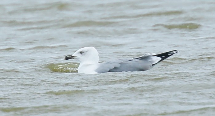 Yellow-legged Gull