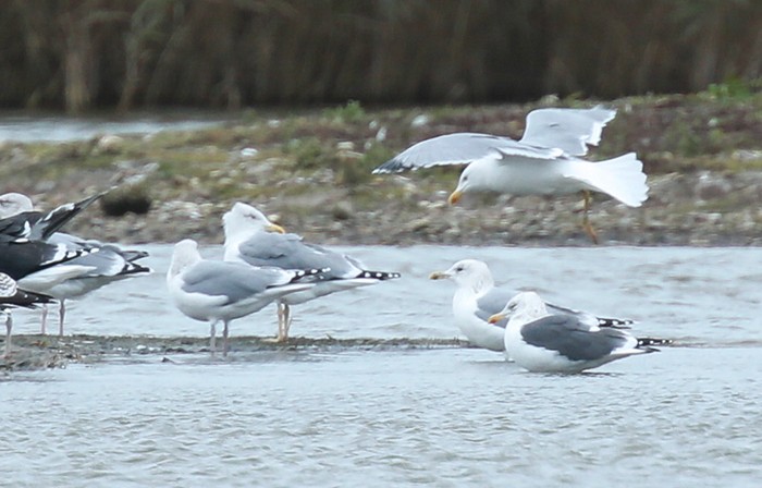 Caspian Gull