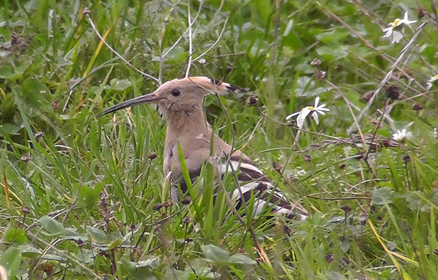 Hoopoe