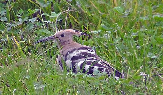 Hoopoe