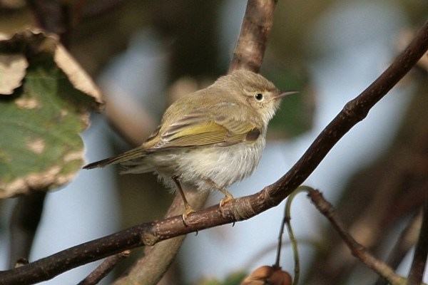 Western Bonelli's Warbler