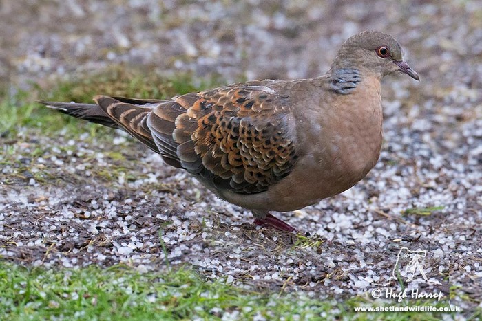 Western Rufous Turtle Dove