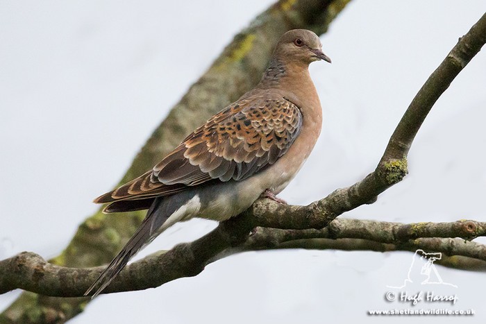 Western Rufous Turtle Dove