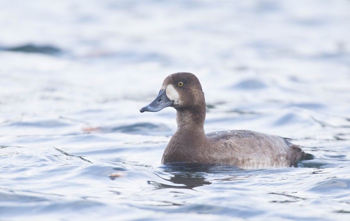 Scaup