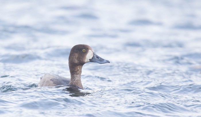 Scaup