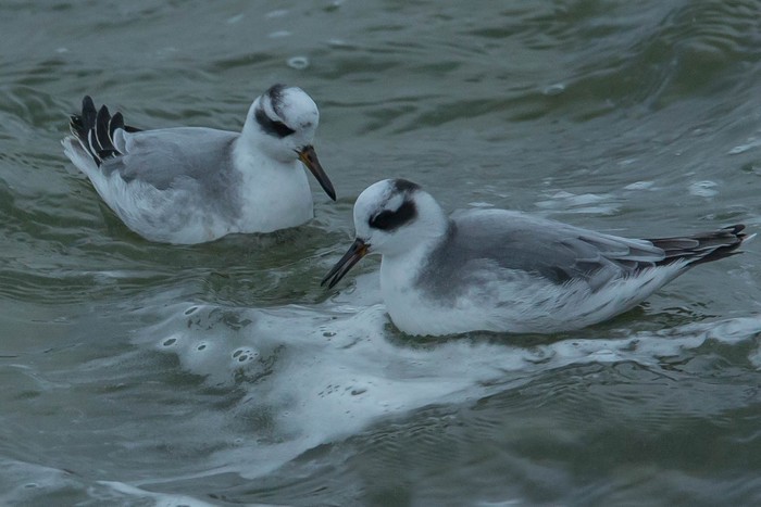 Grey Phalarope