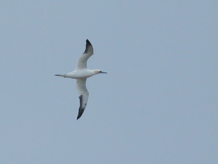 Gannet