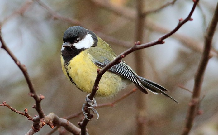 Great Tit