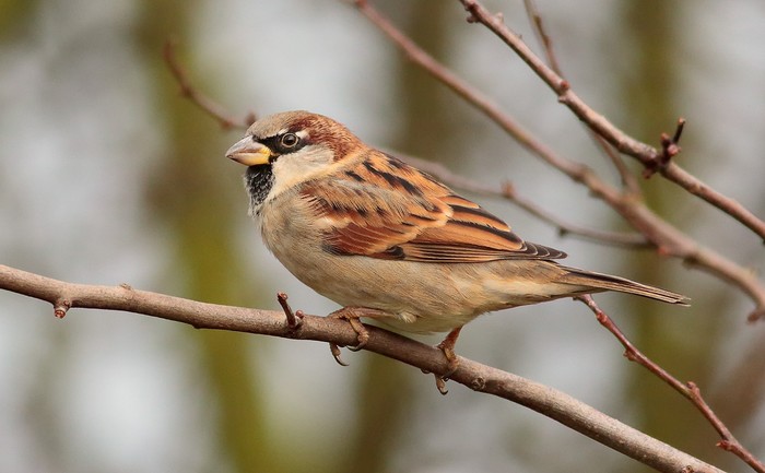 House Sparrow