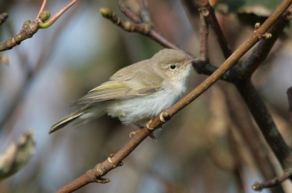 Western Bonelli's Warbler