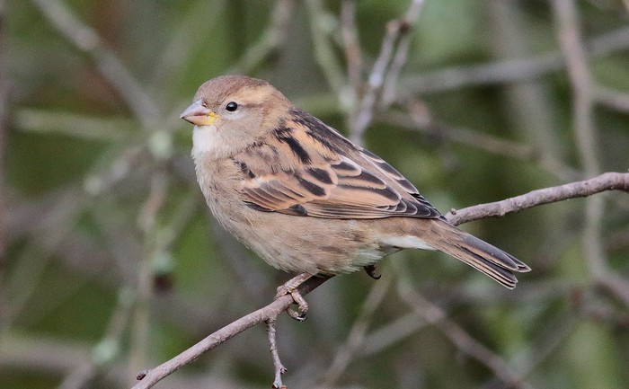 House Sparrow