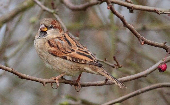 House Sparrow