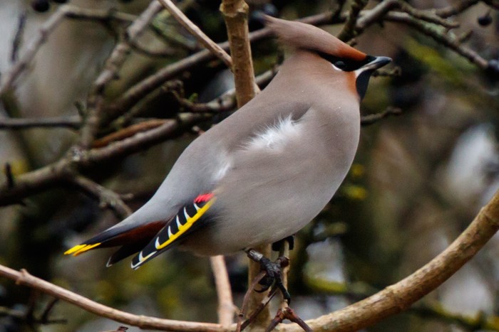 Waxwing