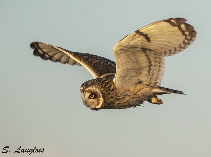 Short-eared Owl