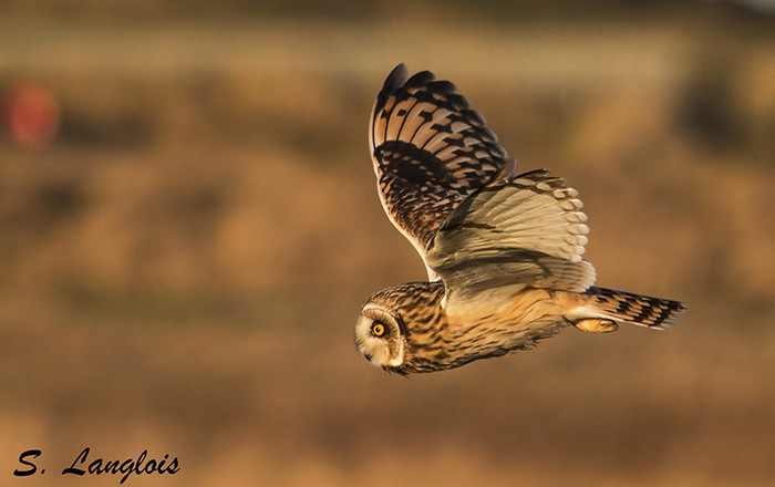 Short-eared Owl