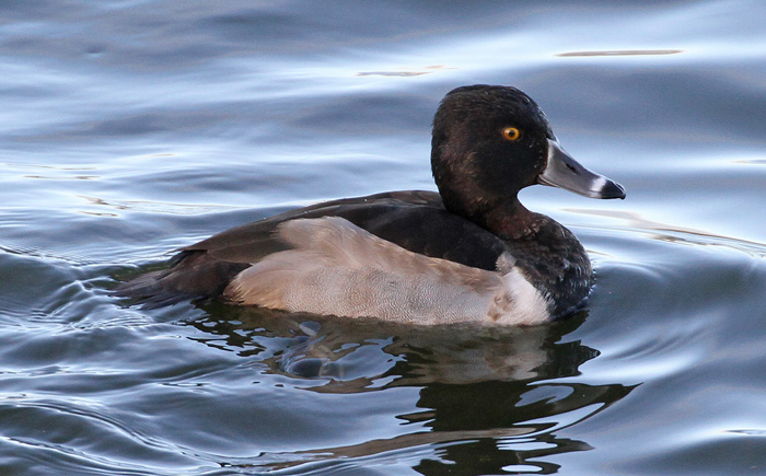 Ring-necked Duck