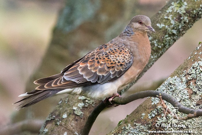 Western Rufous Turtle Dove