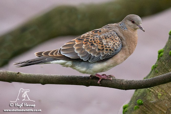Western Rufous Turtle Dove