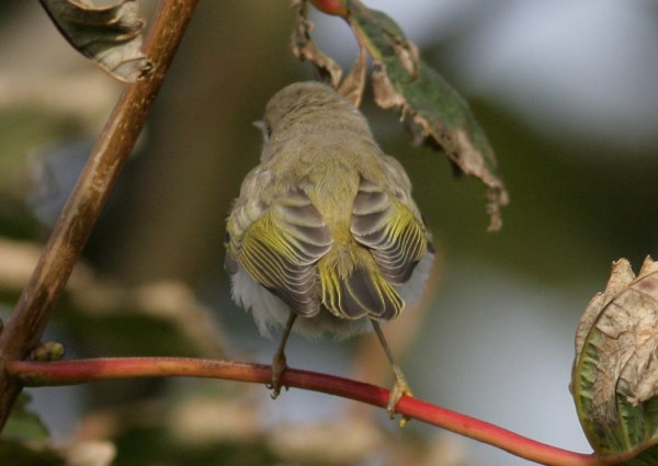 Western Bonelli's Warbler