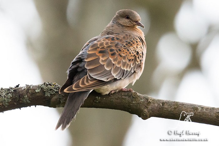 Western Rufous Turtle Dove