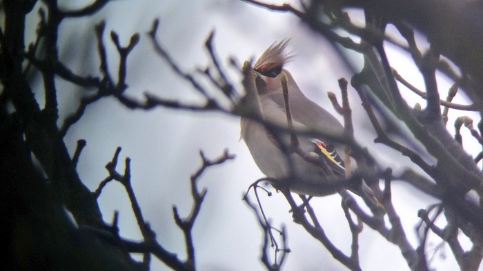 Waxwing