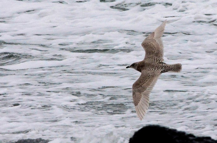 Kumlien's Gull