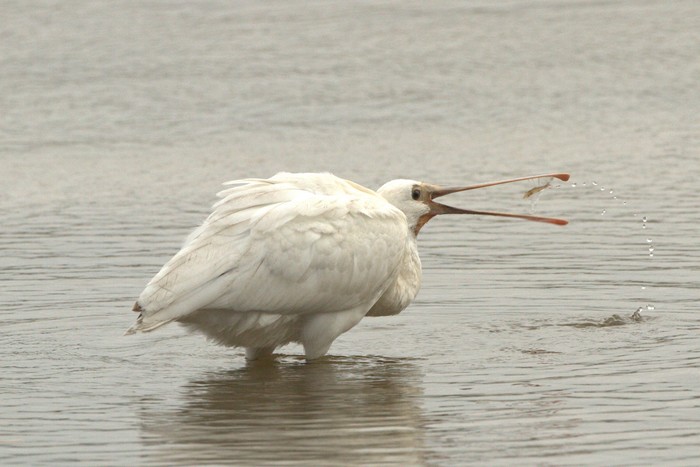 Spoonbill