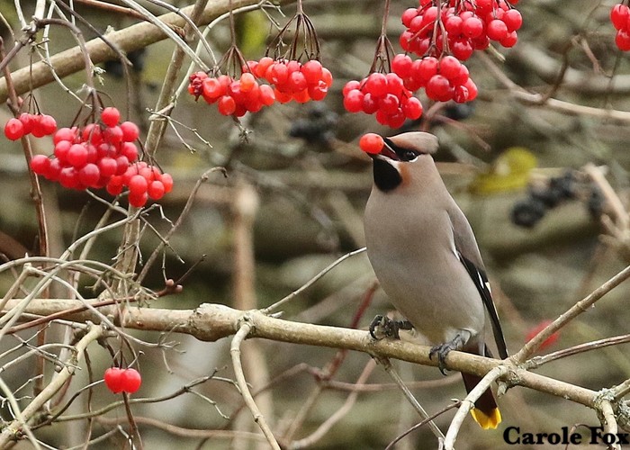 Waxwing