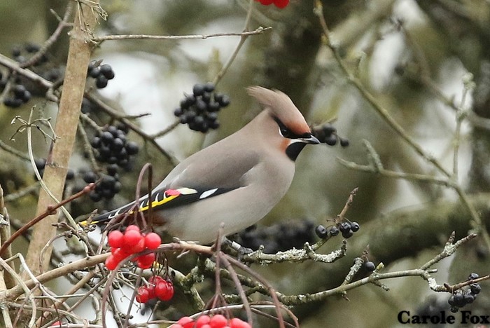 Waxwing 