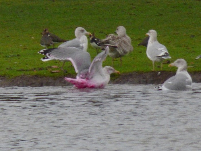 Herring Gull