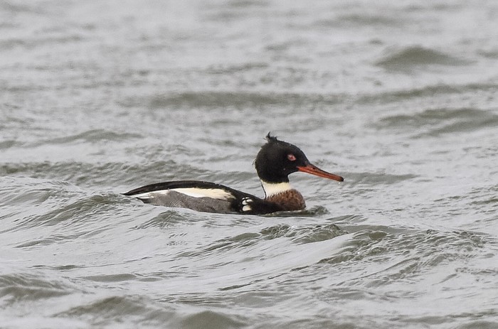 Red-breasted Merganser