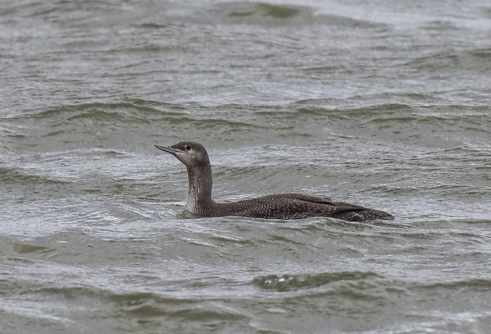 Red-throated Diver