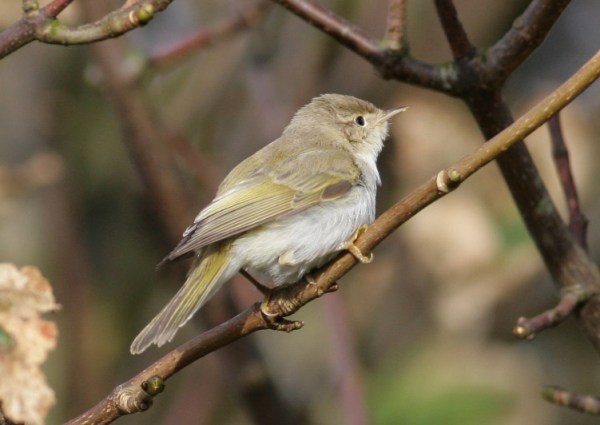 Western Bonelli's Warbler