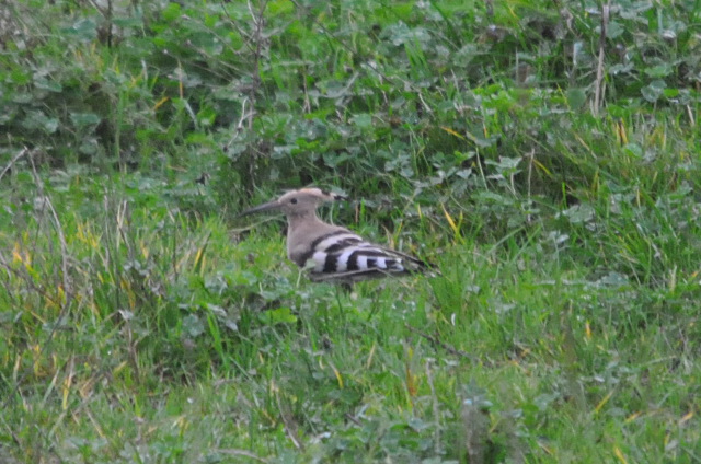 Hoopoe
