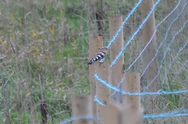 Hoopoe