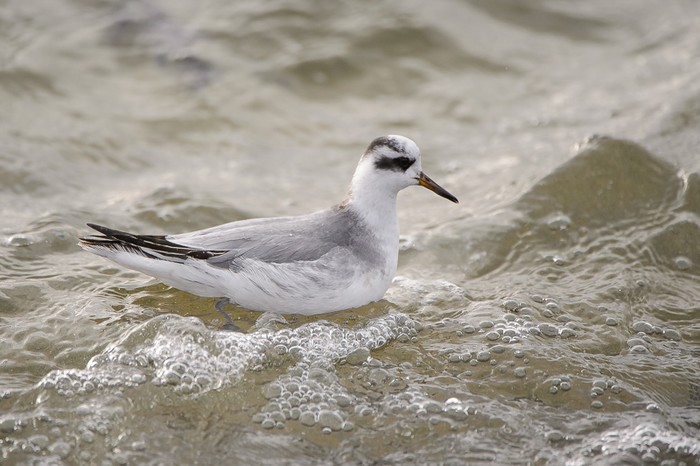Grey Phalarope