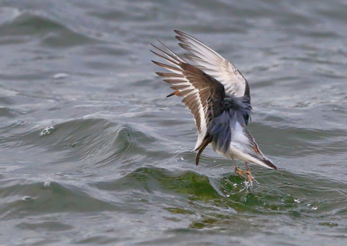 Grey Phalarope