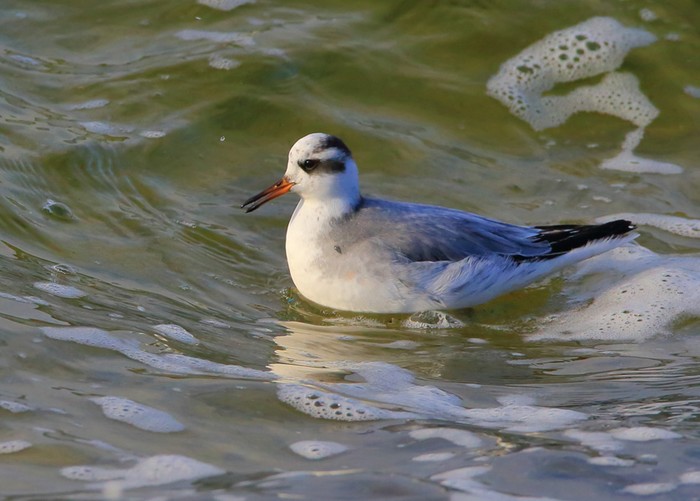 Grey Phalarope