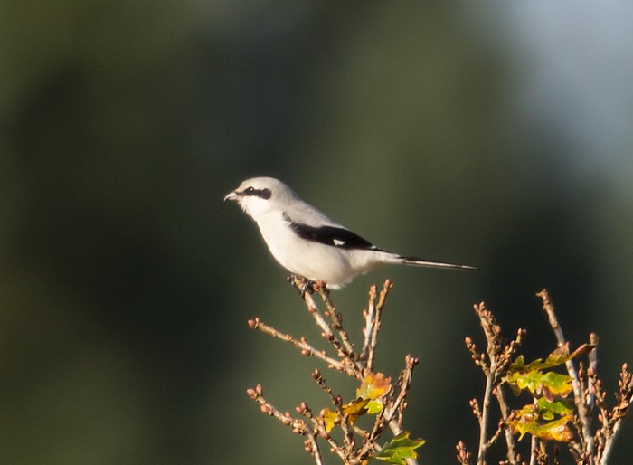 Great Grey Shrike