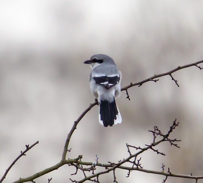 Great Grey Shrike