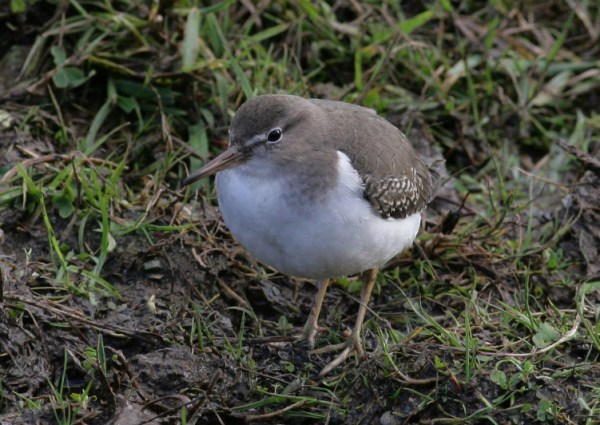 Spotted Sandpiper