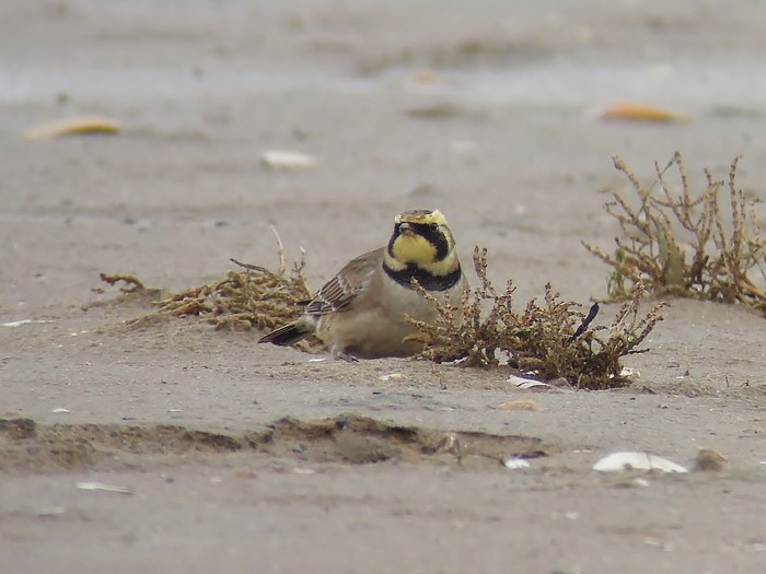 Shorelark