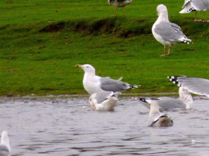 Caspian Gull