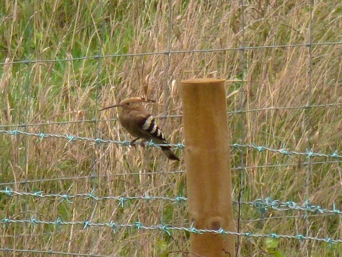 Hoopoe