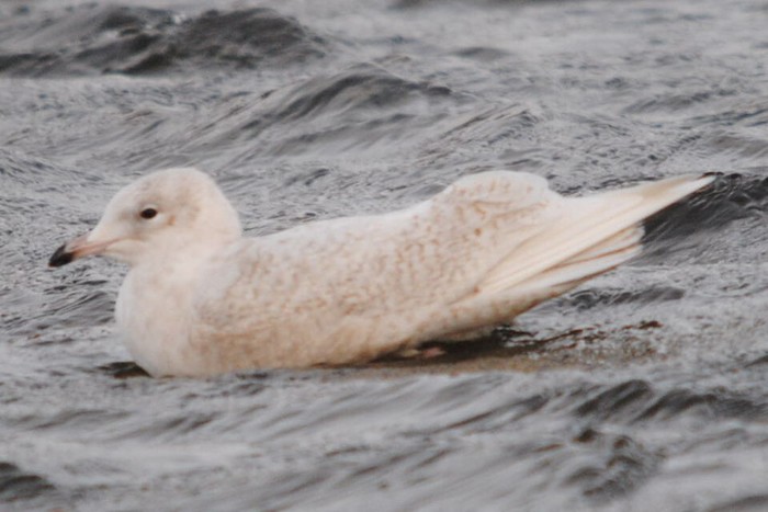 Iceland Gull