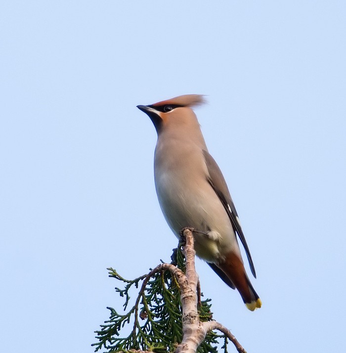 Waxwing
