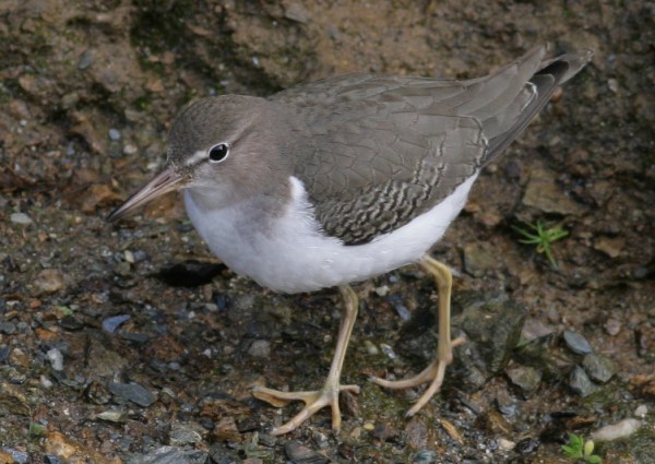 Spotted Sandpiper