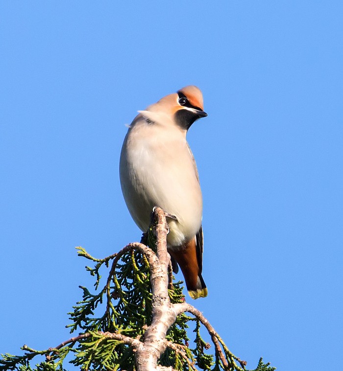 Waxwing